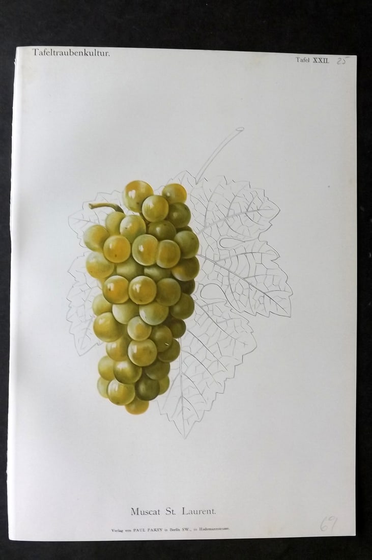 Lauche, William 1894 Fruit Print. Muscat St. Laurent Grapes (1 of 1)