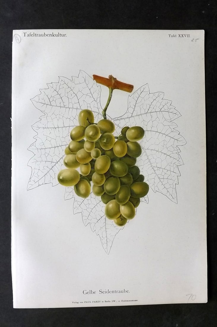 Lauche, William 1894 Fruit Print. Gelbe Seidentraube Grapes (1 of 1)