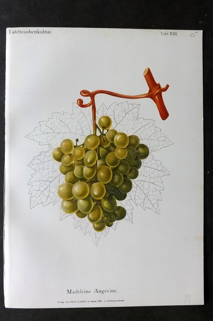 Lauche, William 1894 Fruit Print. Madeleine Angevine Grapes (1 of 1)