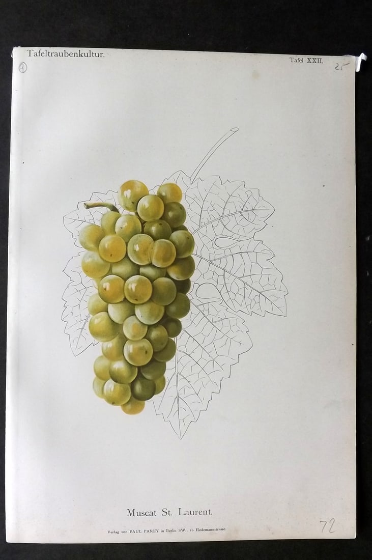 Lauche, William 1894 Fruit Print. Muscat St. Laurent Grapes (1 of 1)