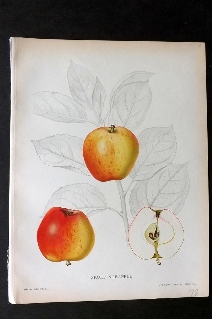 Lind & Ekblom 1920 Folio Fruit Print. Soldingeapple. Apple (1 of 1)
