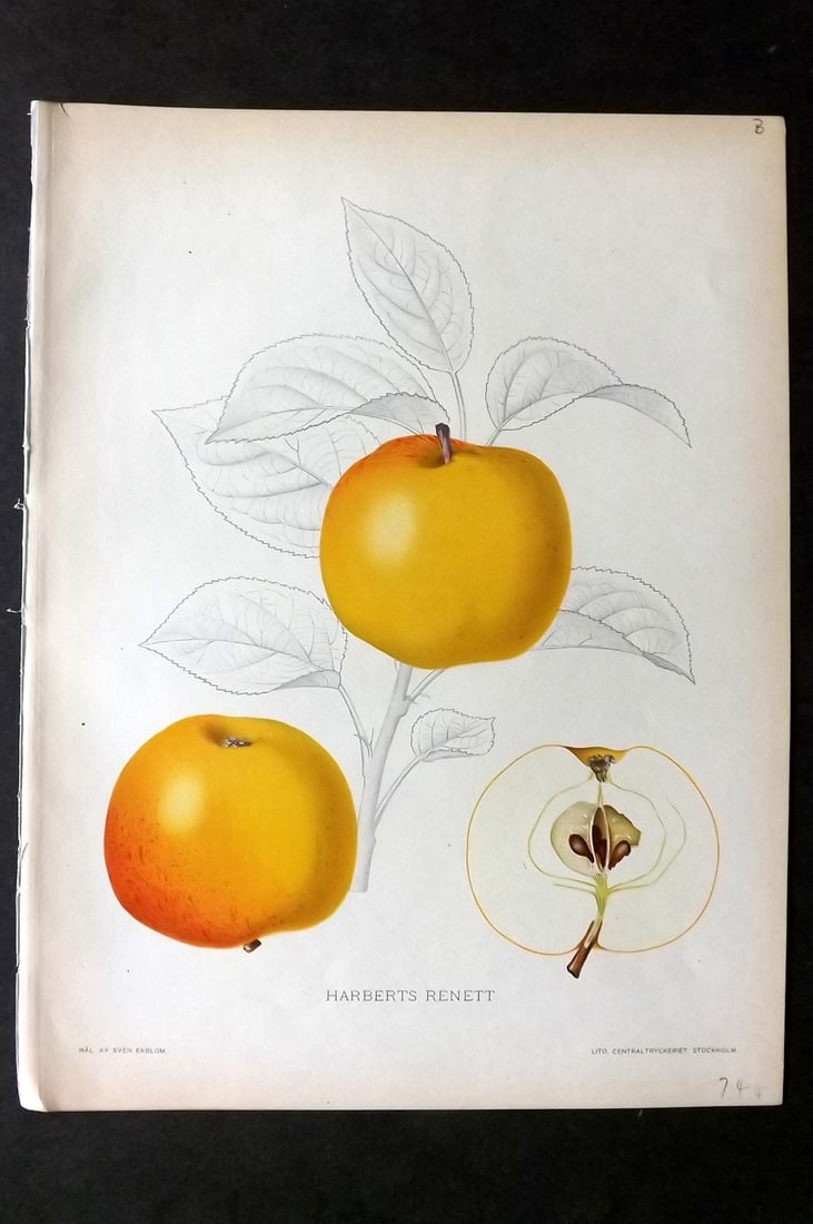 Lind & Ekblom 1920 Folio Fruit Print. Harberts Renett. Apple (1 of 1)