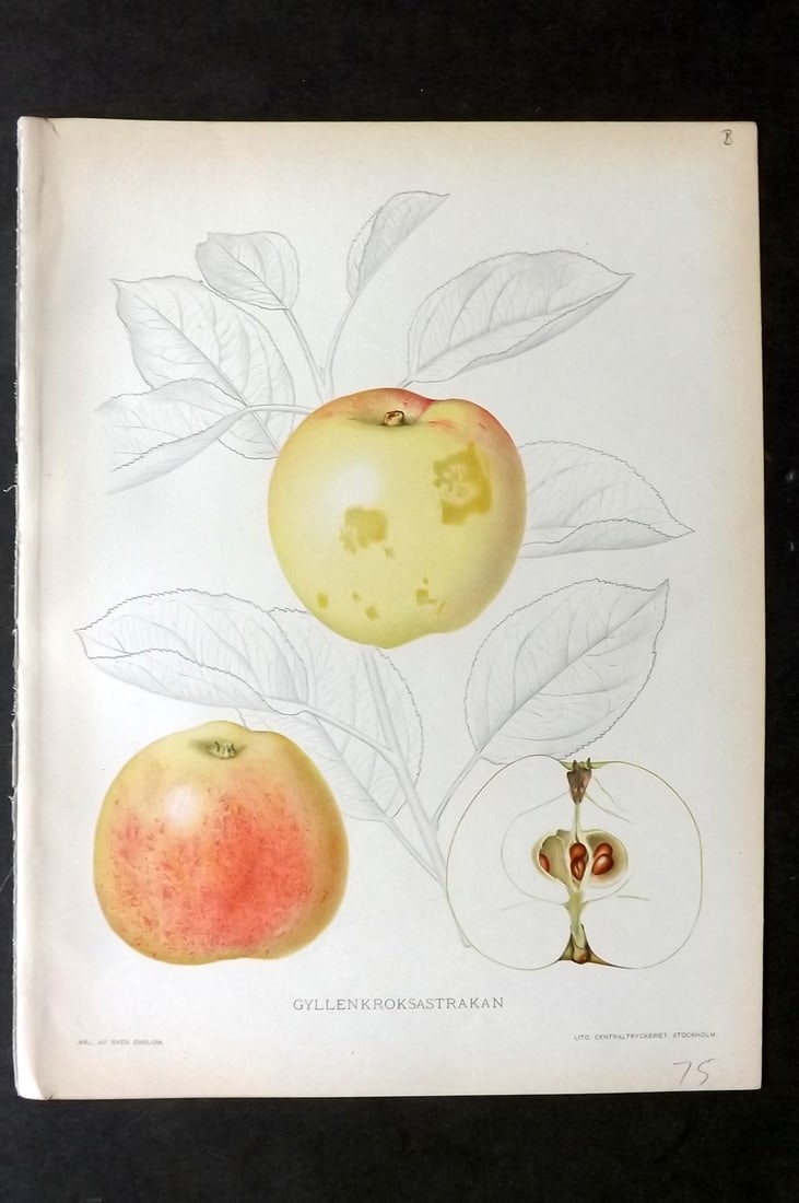 Lind & Ekblom 1920 Folio Fruit Print. Gyllenkroksastrakan. Apple (1 of 1)