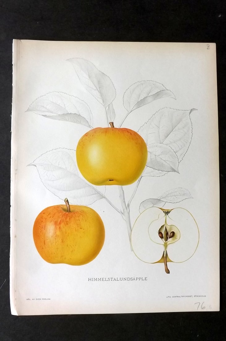Lind & Ekblom 1920 Folio Fruit Print. Himmelstalundsapple. Apple (1 of 1)