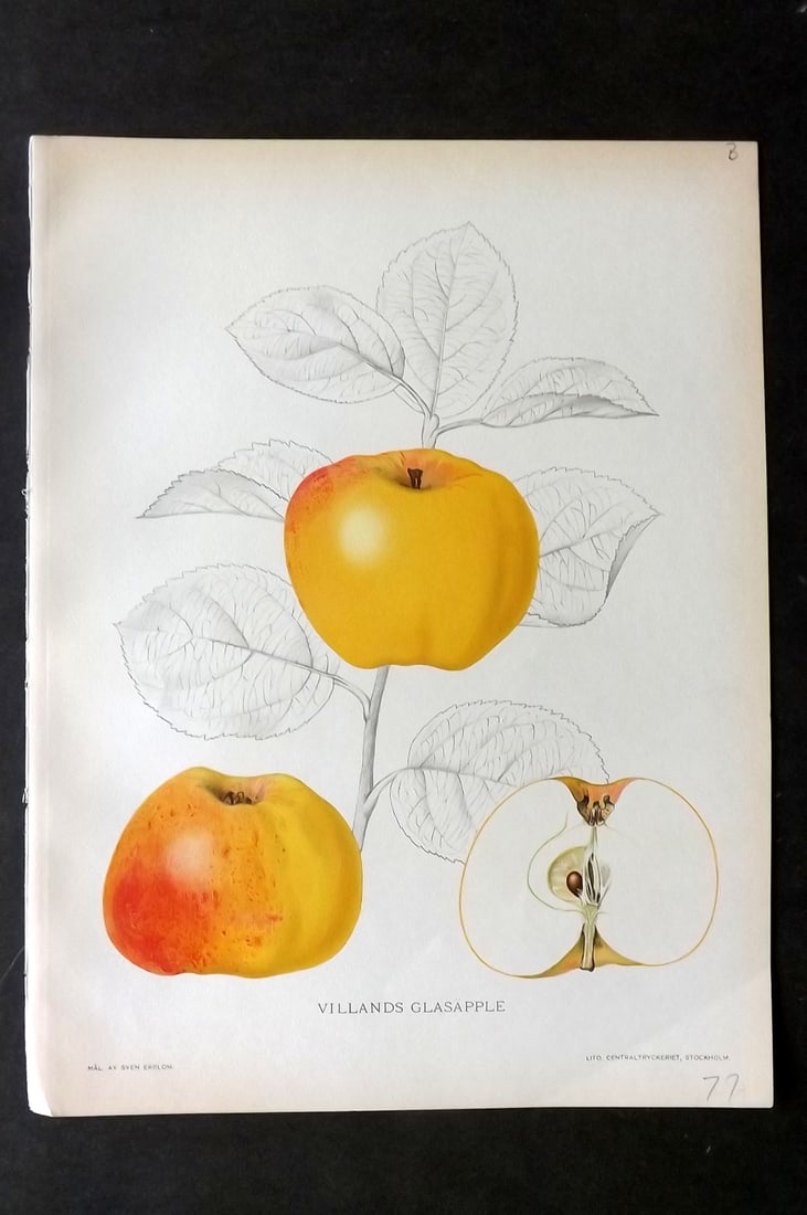 Lind & Ekblom 1920 Folio Fruit Print. Villands Glasapple. Apple (1 of 1)