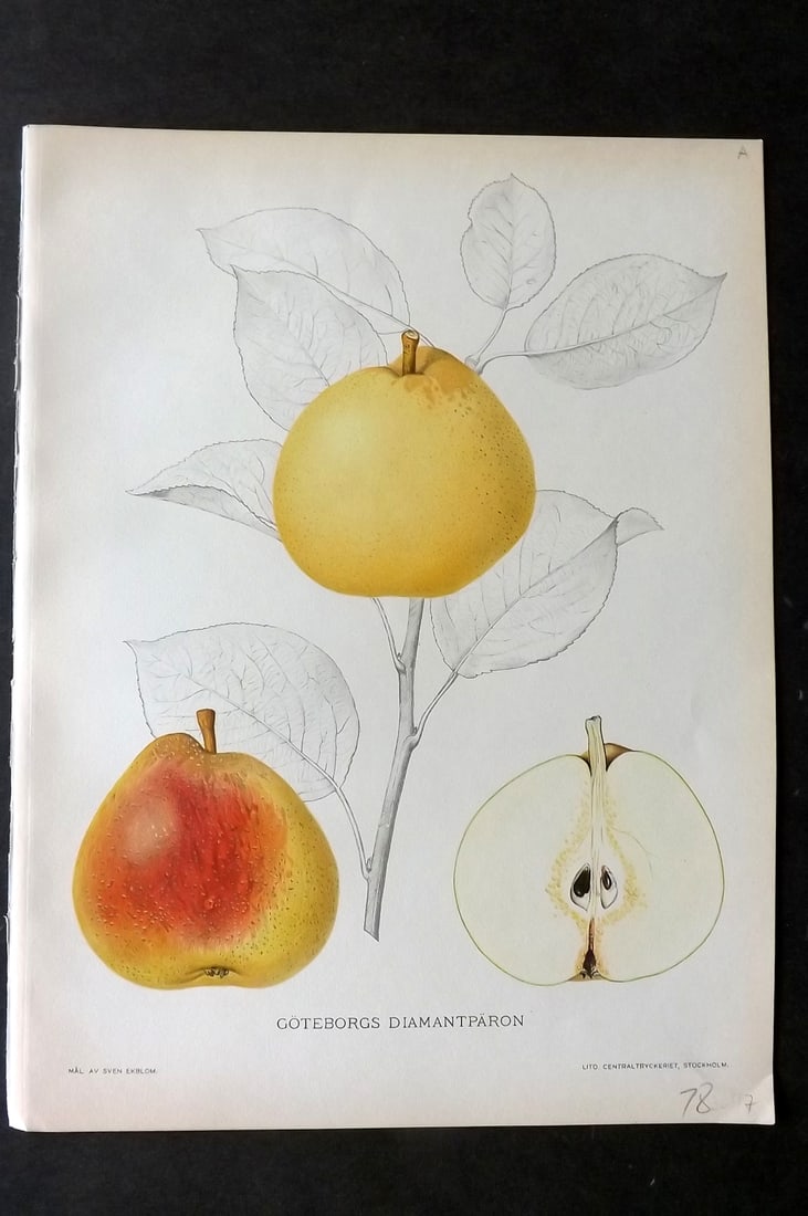 Lind & Ekblom 1920 Folio Fruit Print. Goteborgs Diamantparon. Apple (1 of 1)