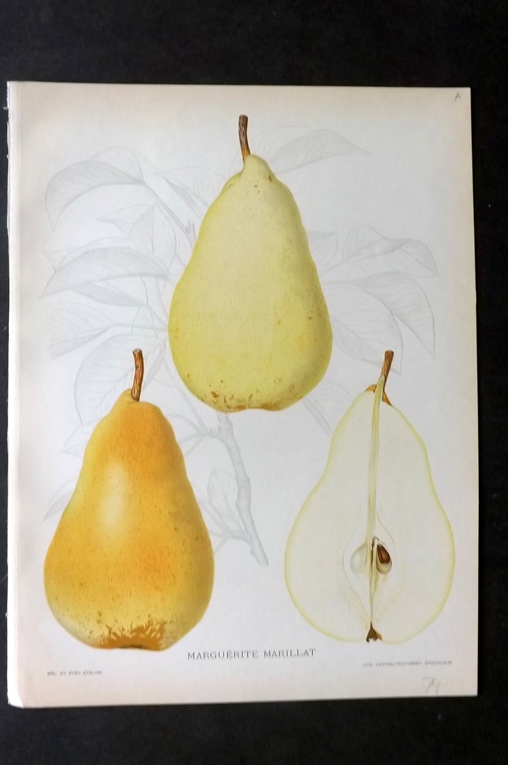Lind & Ekblom 1920 Folio Fruit Print. Marguerite Marillat. Pear (1 of 1)