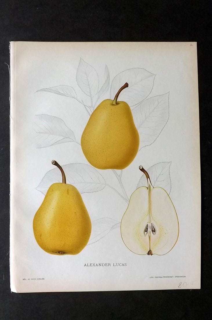 Lind & Ekblom 1920 Folio Fruit Print. Alexander Lucas. Pear (1 of 1)
