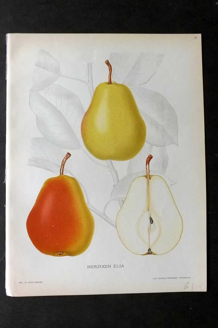 Lind & Ekblom 1920 Folio Fruit Print. Herzogin Elsa. Pear (1 of 1)