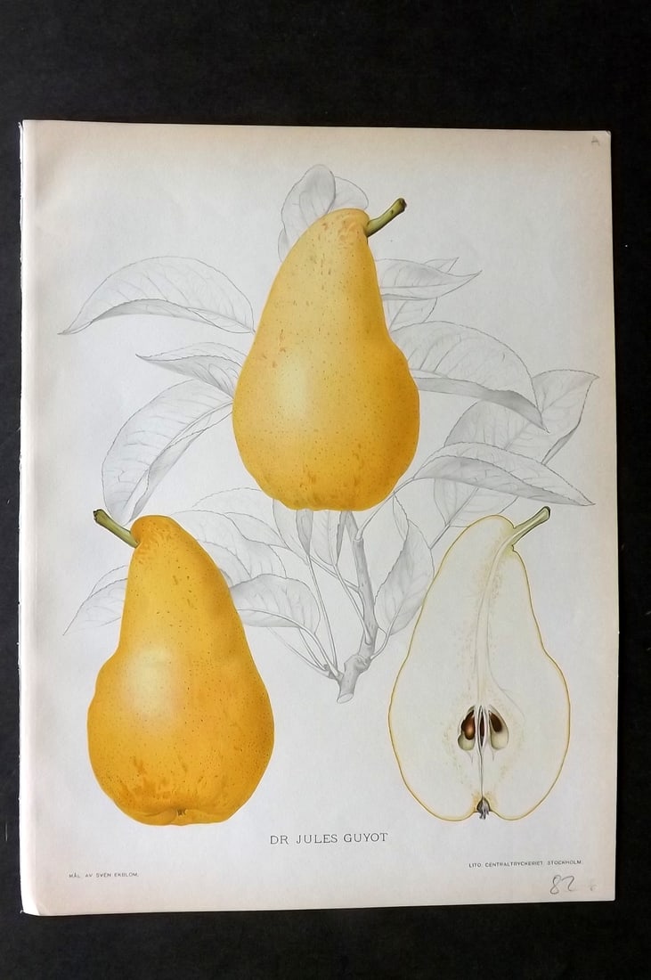 Lind & Ekblom 1920 Folio Fruit Print. Dr Jules Guyot. Pear (1 of 1)