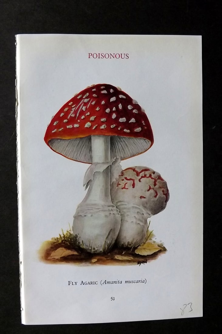 MAFF 1945 Mushroom Fungi Print. Fly Agaric 21 (1 of 1)