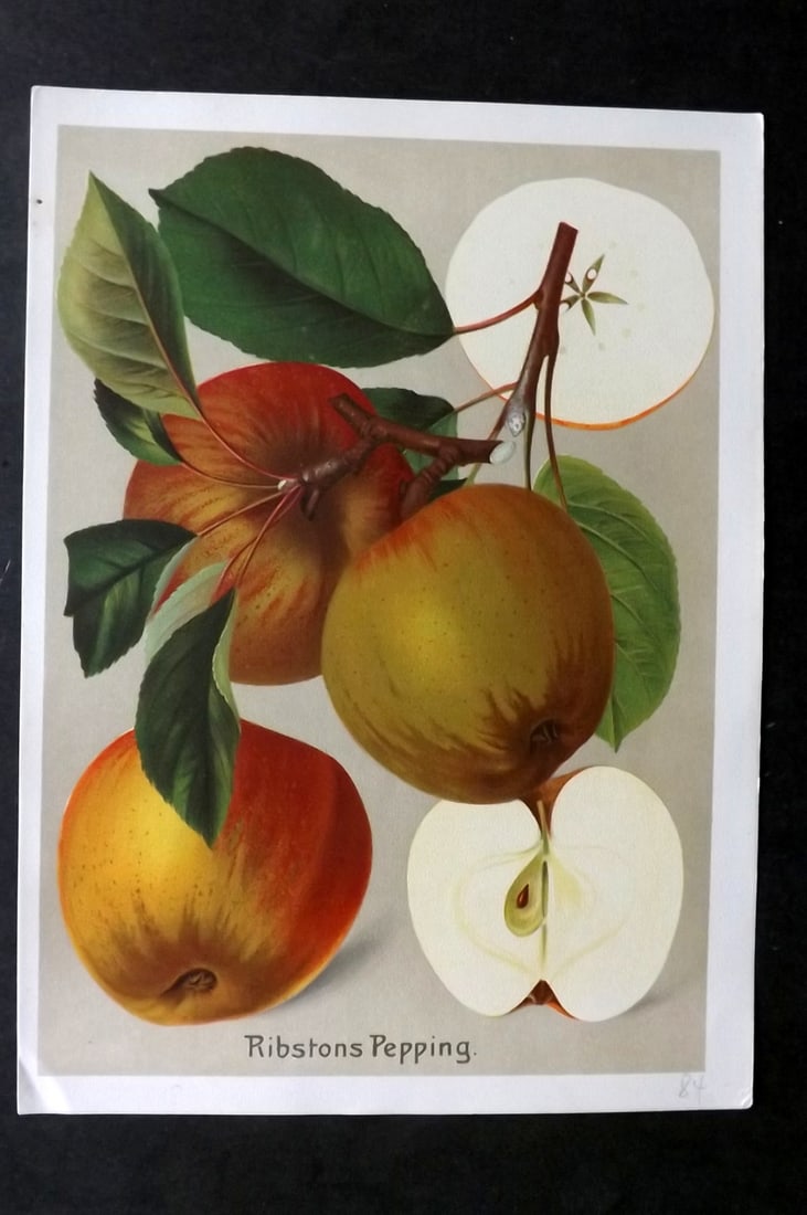 Muller, Johannes C1905 Fruit Print. Ribstons Pepping (1 of 1)