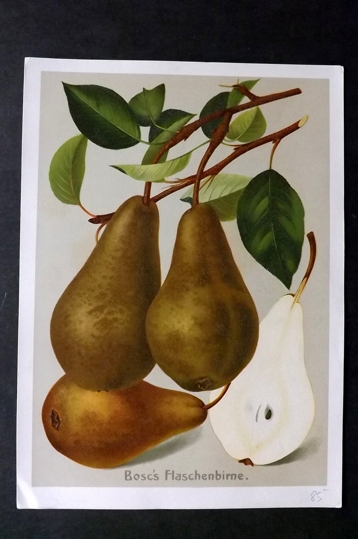 Muller, Johannes C1905 Fruit Print. Bocs Flaschenbirne (1 of 1)