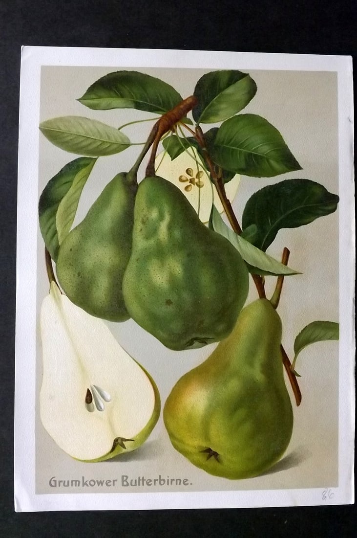 Muller, Johannes C1905 Fruit Print. Grumkower Butterbirne (1 of 1)