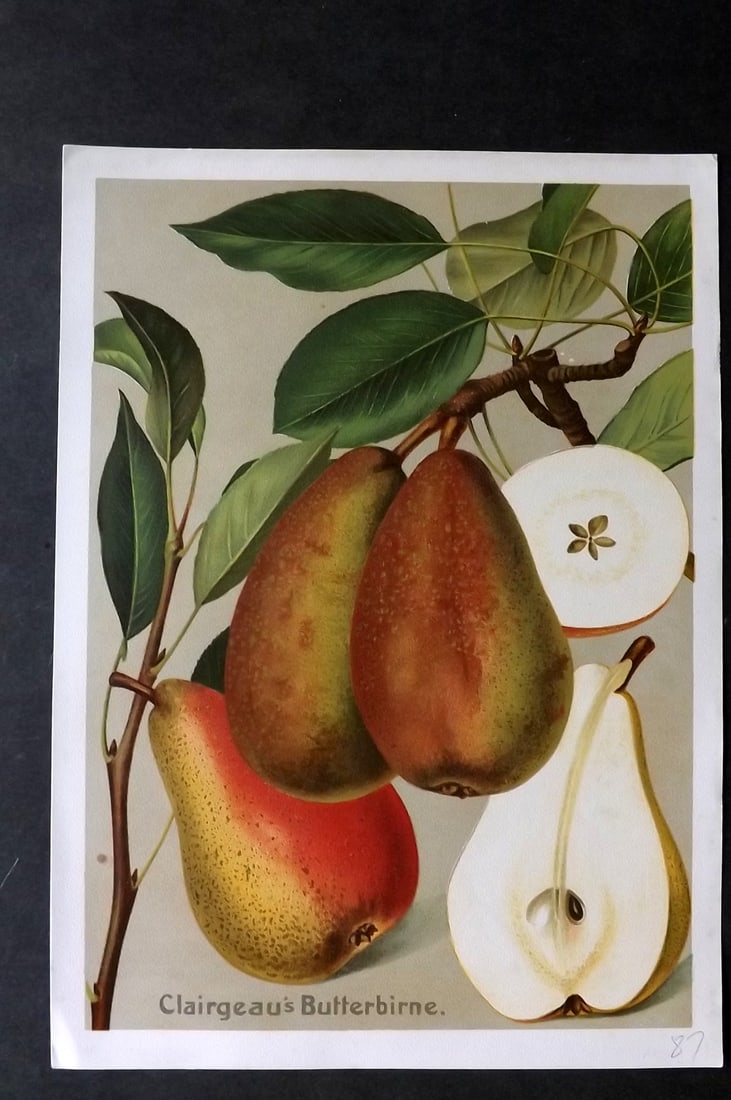 Muller, Johannes C1905 Fruit Print. Clairgeau's Butterbirne (1 of 1)