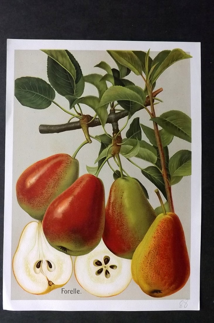 Muller, Johannes C1905 Fruit Print. Forelle (1 of 1)