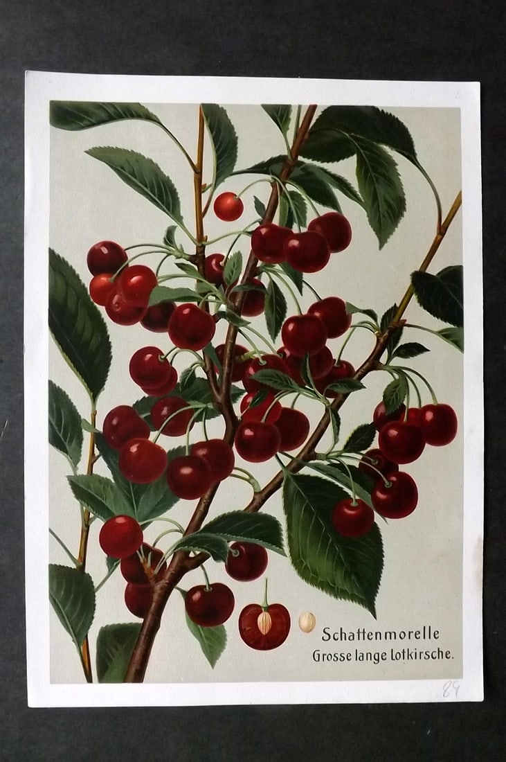 Muller, Johannes C1905 Fruit Print. Schattenmorelle Grosse Lange Lotkirsche (1 of 1)
