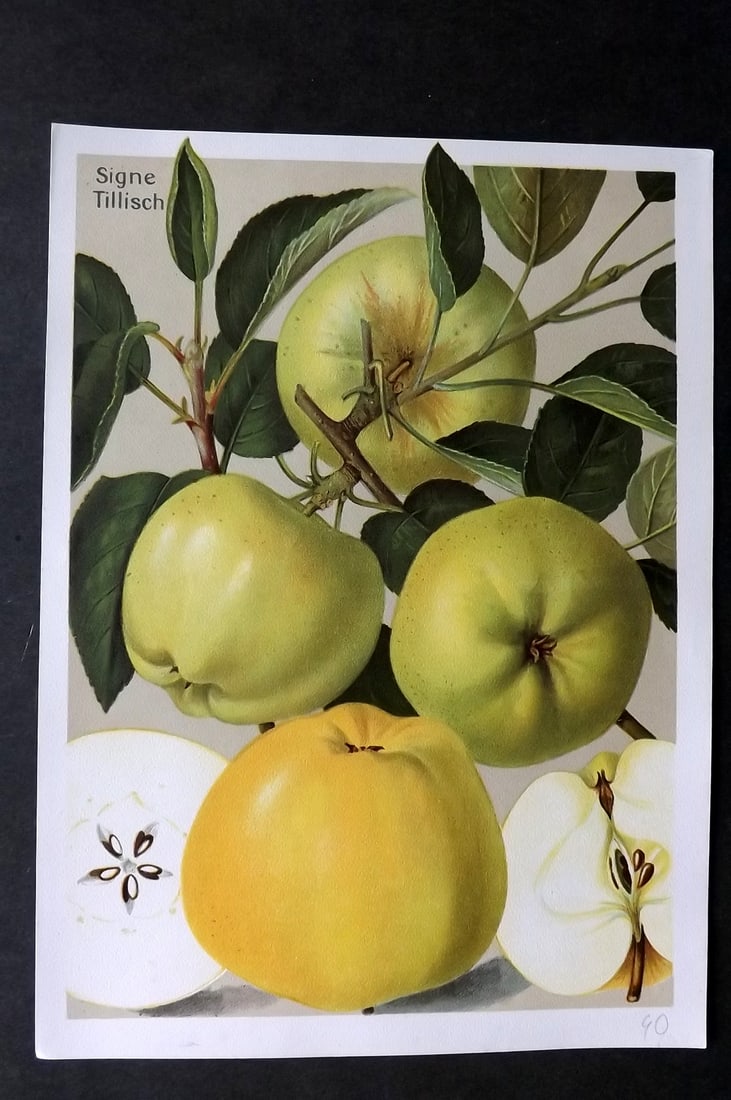 Muller, Johannes C1905 Fruit Print. Signe Tillisch (1 of 1)