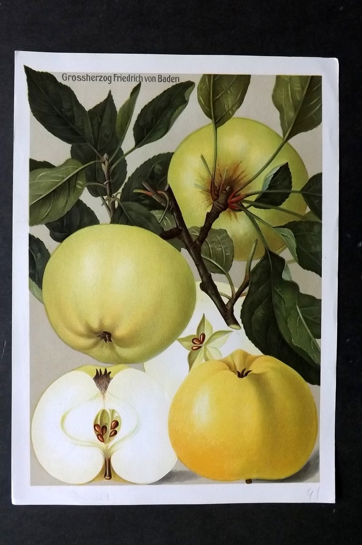 Muller, Johannes C1905 Fruit Print. Grossherzog Friedrich von Baden (1 of 1)