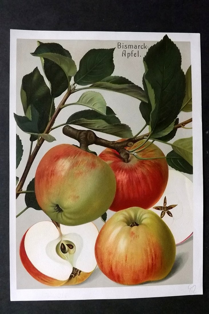 Muller, Johannes C1905 Fruit Print. Bismarck Apfel (1 of 1)
