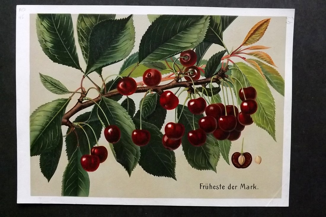 Muller, Johannes C1905 Fruit Print. Fruheste der Mark (1 of 1)