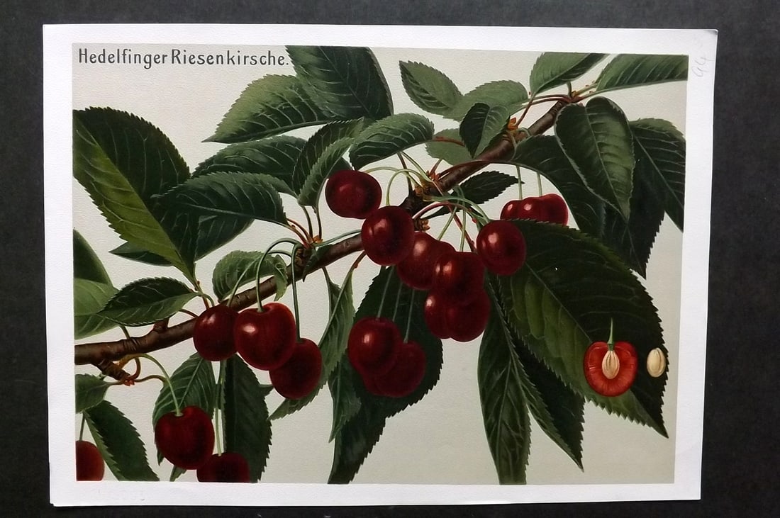 Muller, Johannes C1905 Fruit Print. Hedelfinger Riesenkirsche (1 of 1)