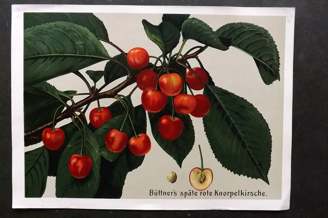 Muller, Johannes C1905 Fruit Print. Buttner's Spate Rote Knorpelkirsche (1 of 1)