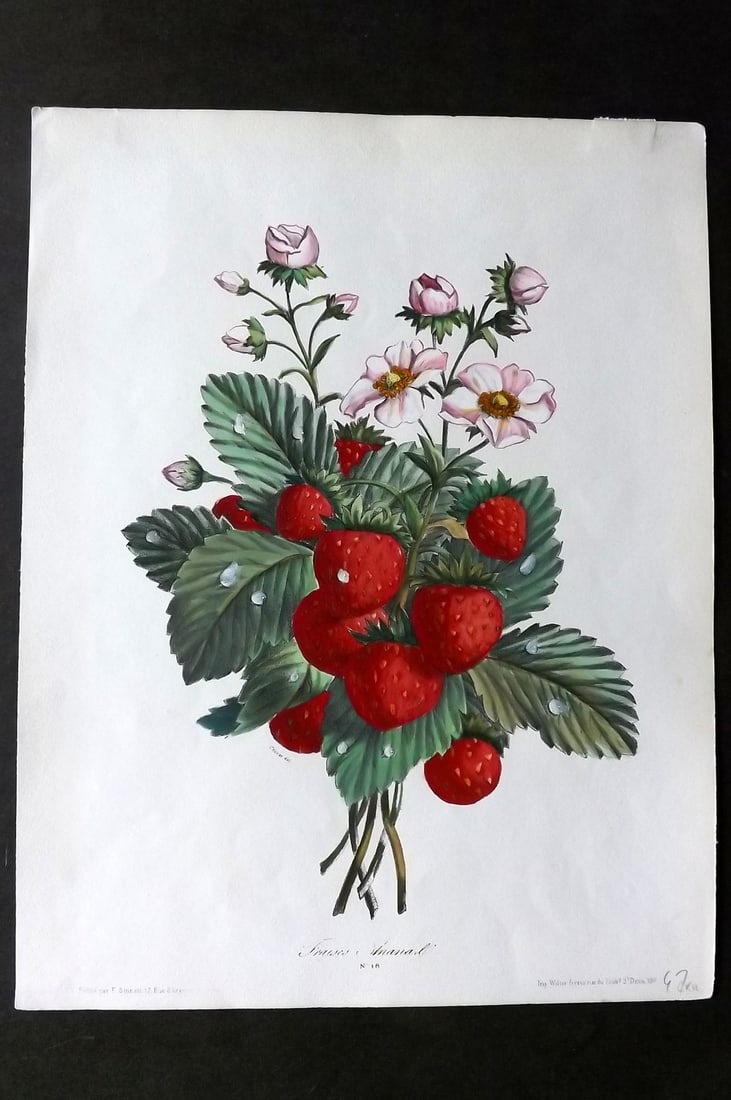 Sinnett & Walter C1860 Folio Hand Col Fruit Print. Strawberries Fraises Ananas (1 of 1)