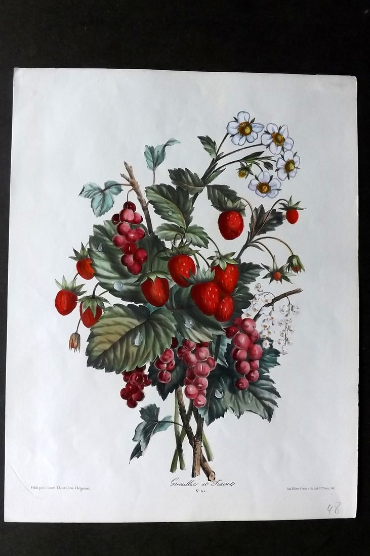 Sinnett & Walter C1860 Folio Hand Col Fruit Print. Strawberries Red Currants, Groseilles et Fraises: Folio Hand Colored Lithograph Published C1860, by F. Sinnett, Paris. Lithographed by Walter Brothers. Paper Size: 13 x 10 inch (33 x 25cm) Good Condition