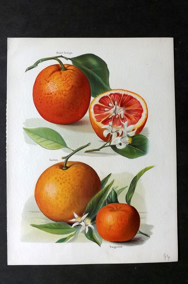 Wright, John 1894 Antique Fruit Print. Blood Orange, Sustain, Tangerine: Chromolithographs Published 1892-4 by J.S. Virtue & Co, London for "The Fruit Growers Guide" First Edition by John Wright. Paper Size: 11 x 8 inch (28 x 21cm) A few tiny marks to background. Good Cond