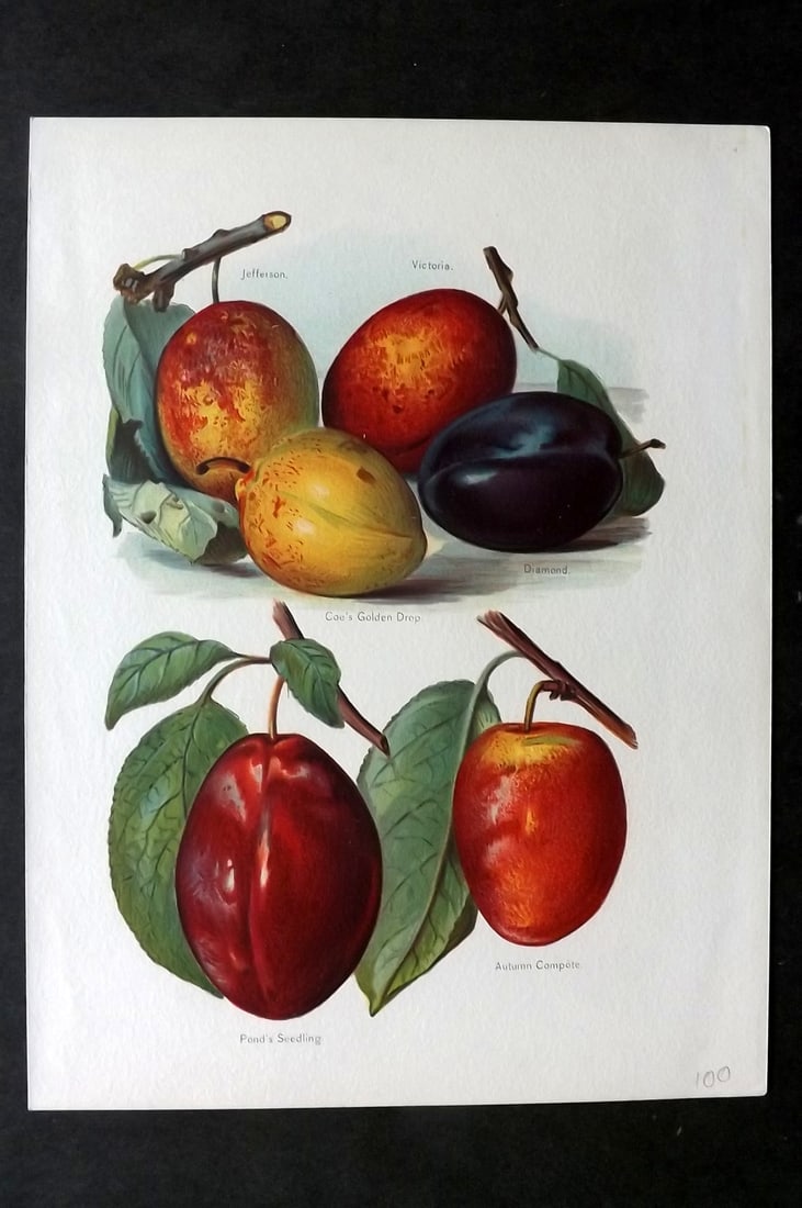 Wright, John 1894 Antique Fruit Print. Jefferson, Victoria, Golden Drop, Seedling, Autumn Compote (1 of 1)