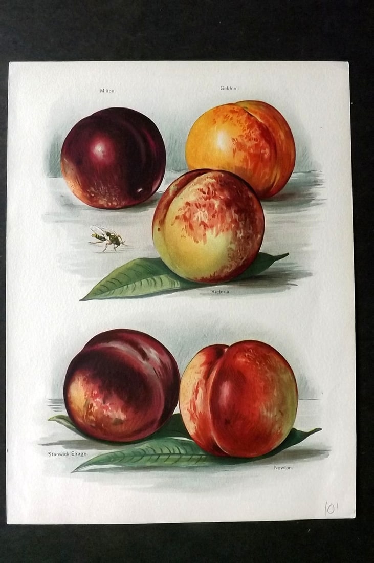 Wright, John 1894 Antique Fruit Print. Milton, Goldoni, Stanwick Elruge, Newton (1 of 1)