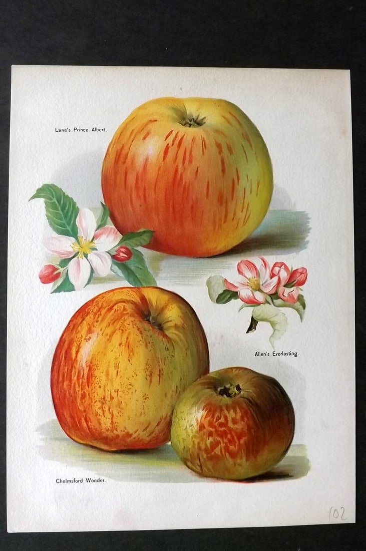 Wright, John 1894 Antique Fruit Print. Lane's Prince Albert, Chelmsford Wonder, Allen's Everlasting: Chromolithographs Published 1892-4 by J.S. Virtue & Co, London for "The Fruit Growers Guide" First Edition by John Wright. Paper Size: 11 x 8 inch (28 x 21cm) A few tiny marks to background. Good Cond
