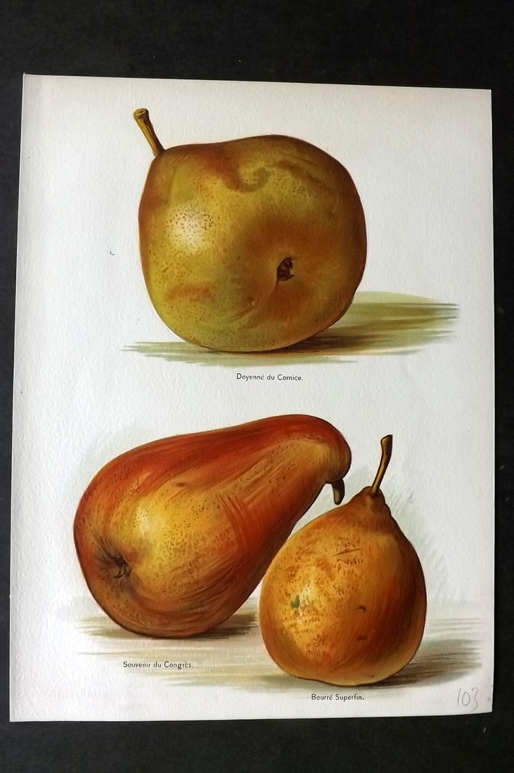 Wright, John 1894 Antique Fruit Print. Doyenne du Comice, Souvenir du Congres, Beurre Superfin: Chromolithographs Published 1892-4 by J.S. Virtue & Co, London for "The Fruit Growers Guide" First Edition by John Wright. Paper Size: 11 x 8 inch (28 x 21cm) A few tiny marks to background. Good Cond