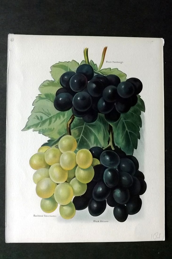 Wright, John 1894 Antique Fruit Print. Black Hamburgh, Buckland Sweetwater, Alicante (1 of 1)