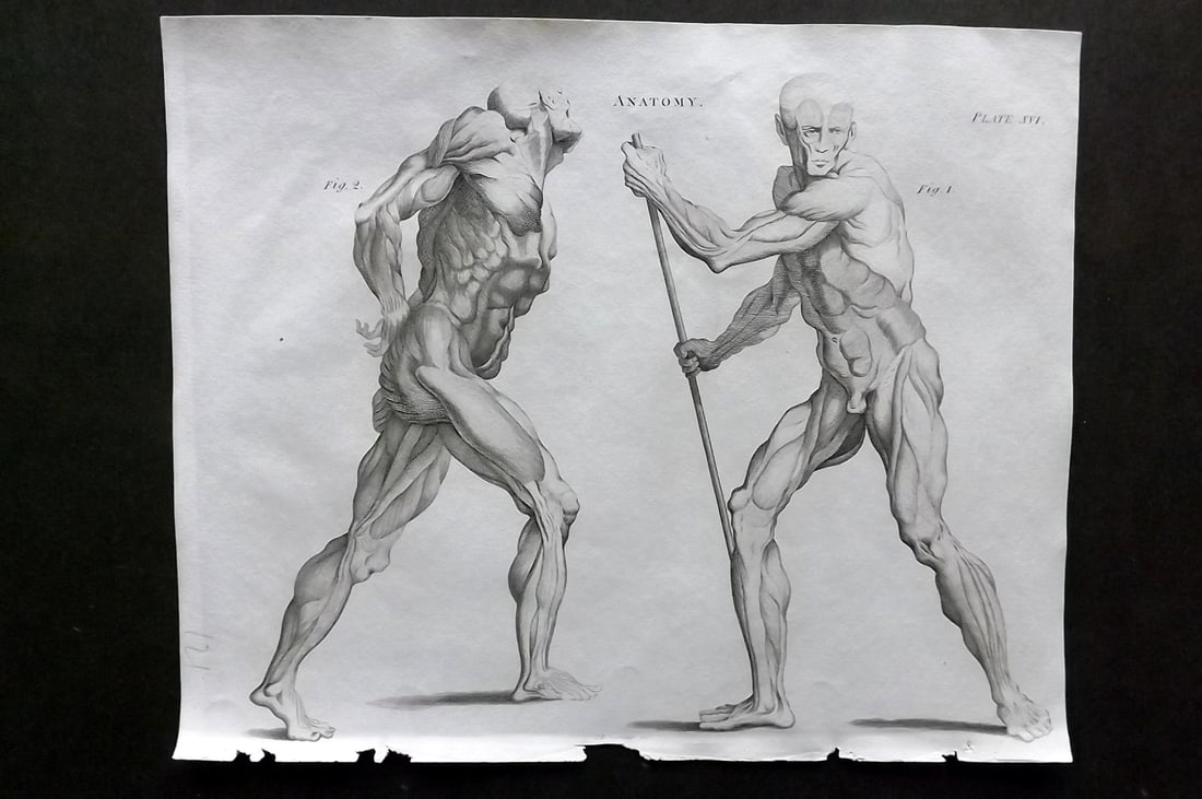 Brewster, David 1824 Antique Print. Anatomy 16: Copper Plate Published 1808-1830, Philadelphia & Edinburgh for "The Edinburgh Encyclopaedia" Conducted by David Brewster. Paper Size: 10.5 x 8 inch (27 x 21cm) Good Condition