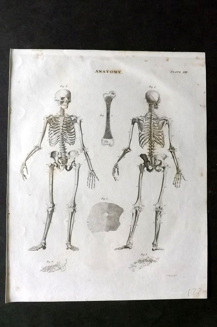 Brewster, David 1824 Antique Print. Anatomy 13 Skeleton: Copper Plate Published 1808-1830, Philadelphia & Edinburgh for "The Edinburgh Encyclopaedia" Conducted by David Brewster. Paper Size: 10.5 x 8 inch (27 x 21cm) Minor toning, otherwise Good Condition