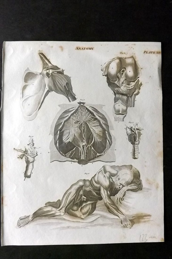 Brewster, David 1824 Antique Print. Anatomy 14: Copper Plate Published 1808-1830, Philadelphia & Edinburgh for "The Edinburgh Encyclopaedia" Conducted by David Brewster. Paper Size: 10.5 x 8 inch (27 x 21cm) Minor toning, otherwise Good Condition