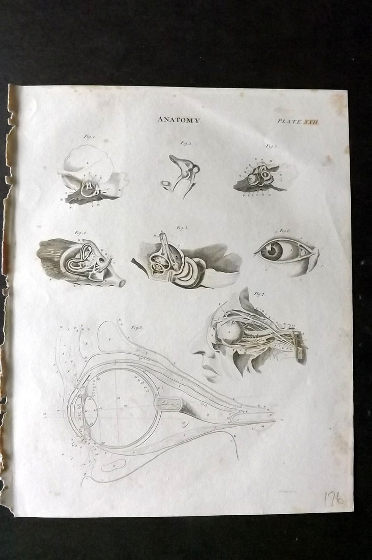 Brewster, David 1824 Antique Print. Anatomy 22: Copper Plate Published 1808-1830, Philadelphia & Edinburgh for "The Edinburgh Encyclopaedia" Conducted by David Brewster. Paper Size: 10.5 x 8 inch (27 x 21cm) Minor toning, otherwise Good Condition