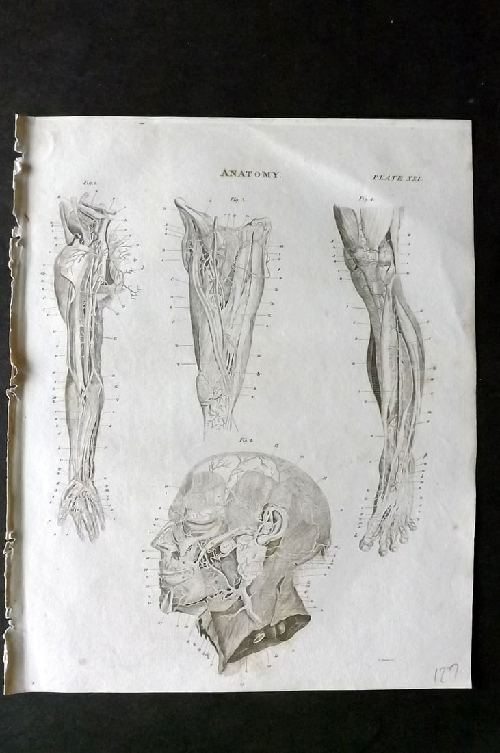 Brewster, David 1824 Antique Print. Anatomy 21 (1 of 1)