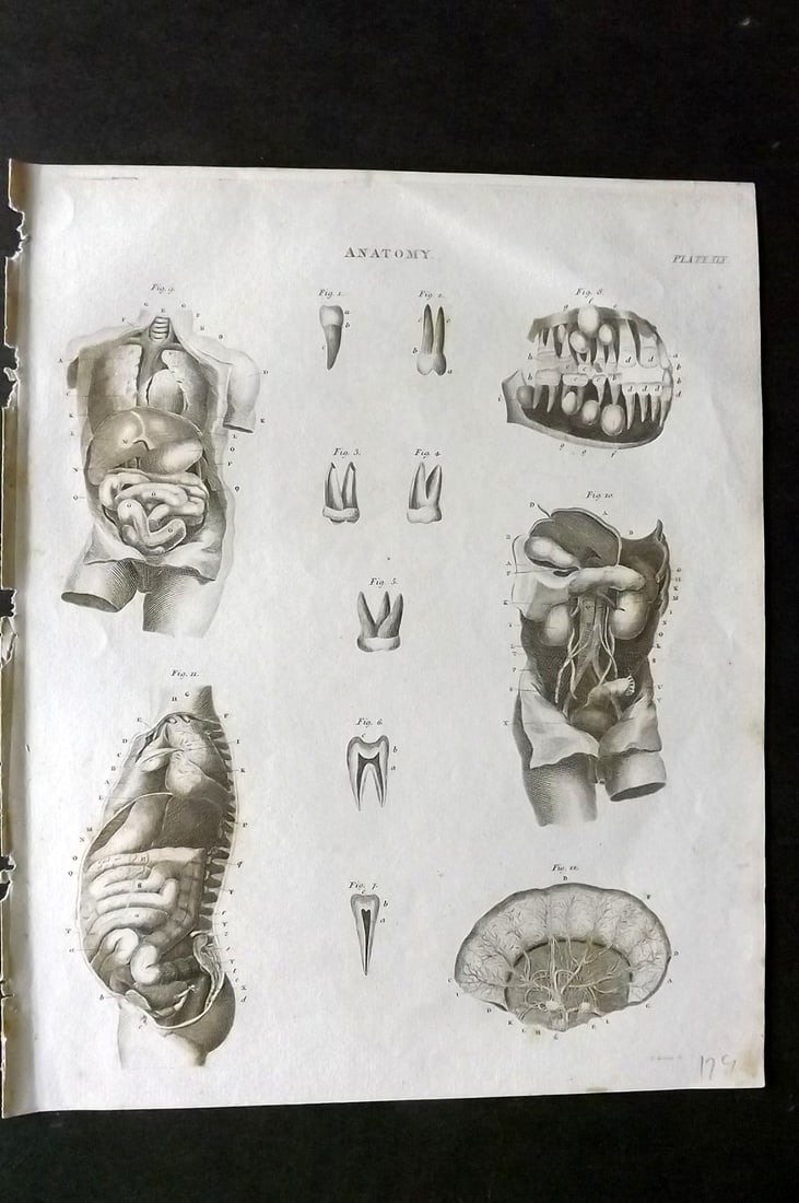 Brewster, David 1824 Antique Print. Anatomy 19 (1 of 1)