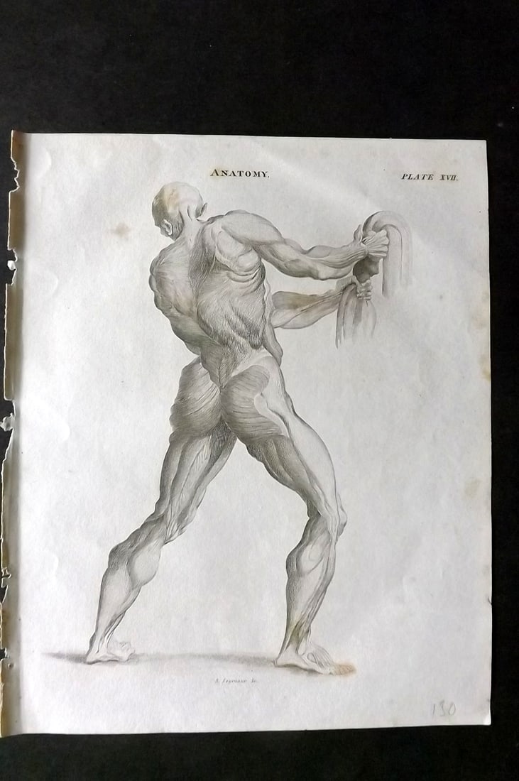 Brewster, David 1824 Antique Print. Anatomy 17: Copper Plate Published 1808-1830, Philadelphia & Edinburgh for "The Edinburgh Encyclopaedia" Conducted by David Brewster. Paper Size: 10.5 x 8 inch (27 x 21cm) Very minor toning. Good Condition