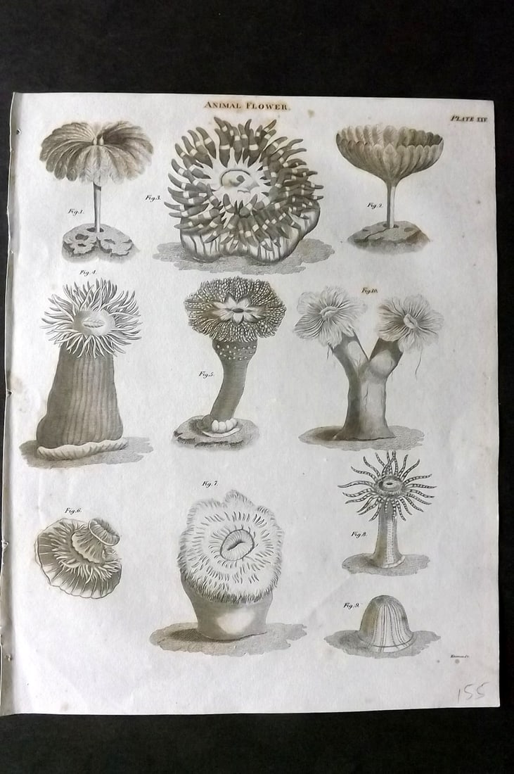 Brewster, David 1824 Antique Print. Animal Flowers 25 Anemones (1 of 1)