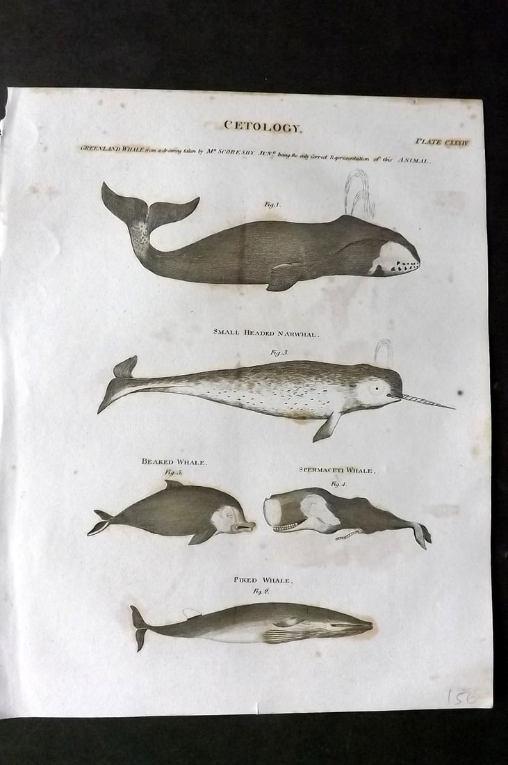 Brewster, David 1824 Antique Print. Whales & Narwhal 134: Copper Plate Published 1808-1830, Philadelphia & Edinburgh for "The Edinburgh Encyclopaedia" Conducted by David Brewster. Paper Size: 10.5 x 8 inch (27 x 21cm) Minor toning, otherwise Good Condition
