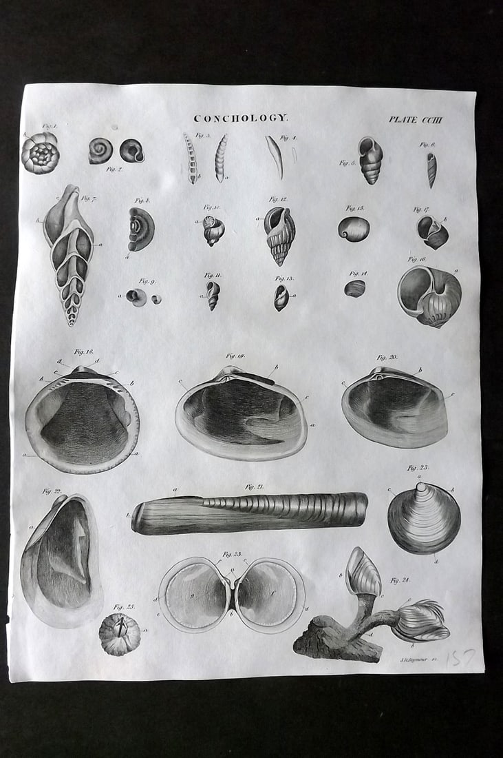 Brewster, David 1824 Antique Shell Print. Conchology 203: Copper Plate Published 1808-1830, Philadelphia & Edinburgh for "The Edinburgh Encyclopaedia" Conducted by David Brewster. Paper Size: 10.5 x 8 inch (27 x 21cm) Good Condition