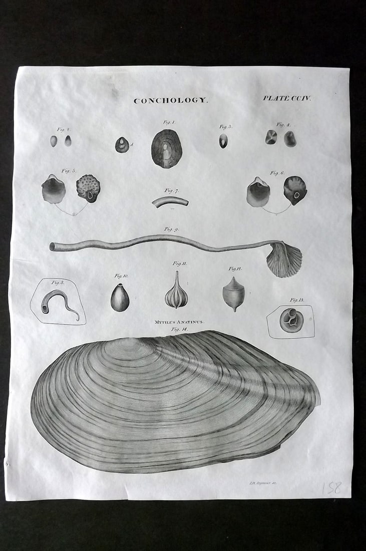 Brewster, David 1824 Antique Shell Print. Conchology 204 (1 of 1)