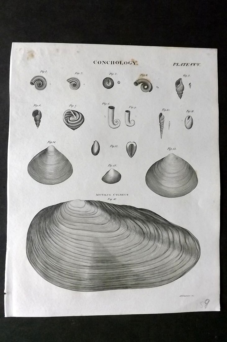 Brewster, David 1824 Antique Shell Print. Conchology 205: Copper Plate Published 1808-1830, Philadelphia & Edinburgh for "The Edinburgh Encyclopaedia" Conducted by David Brewster. Paper Size: 10.5 x 8 inch (27 x 21cm) Very minor margin toning. Good Condition