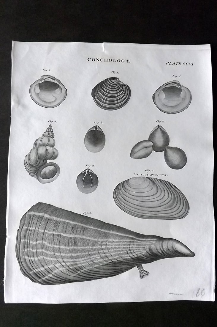 Brewster, David 1824 Antique Shell Print. Conchology 206: Copper Plate Published 1808-1830, Philadelphia & Edinburgh for "The Edinburgh Encyclopaedia" Conducted by David Brewster. Paper Size: 10.5 x 8 inch (27 x 21cm) Good Condition