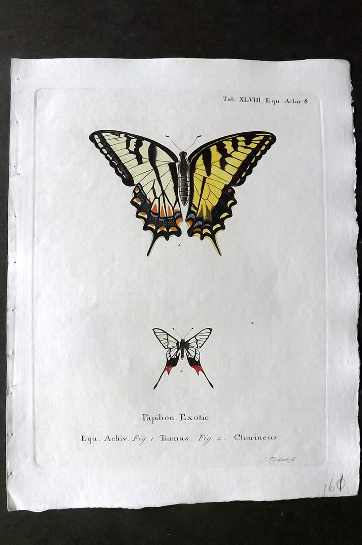 Esper, Eugenius C1790 Hand Col Butterfly Print. Papillio Exotic 48: Hand Colored Copper Plate Published 1776-1807, Stuttgart for "Die Schmetterlinge in Abbildungen nach der Natur mit Beschreibungen" by Eugenius Johann Christoph Esper. Paper Size: 11 x 8.5 inch (28 x 2