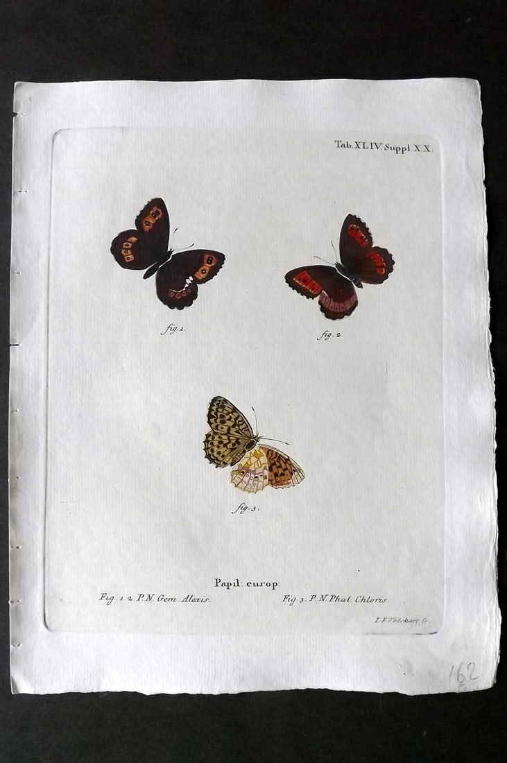 Esper, Eugenius C1790 Hand Col Butterfly Print. Papil Europ 44: Hand Colored Copper Plate Published 1776-1807, Stuttgart for "Die Schmetterlinge in Abbildungen nach der Natur mit Beschreibungen" by Eugenius Johann Christoph Esper. Paper Size: 11 x 8.5 inch (28 x 2